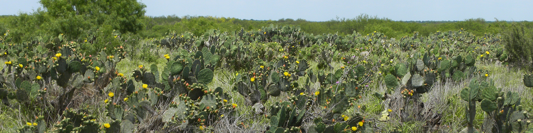 Brush And Invasive Species Management