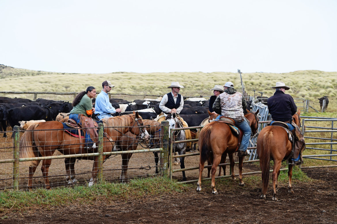 Parker Ranch Internship Video King Ranch Institute for Ranch Management