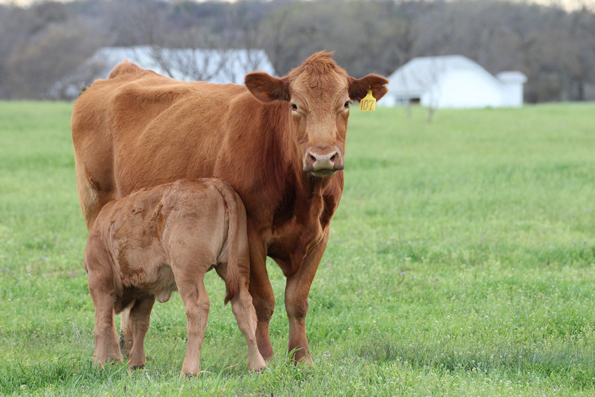 The Value Of Reproduction - King Ranch Institute For Ranch Management