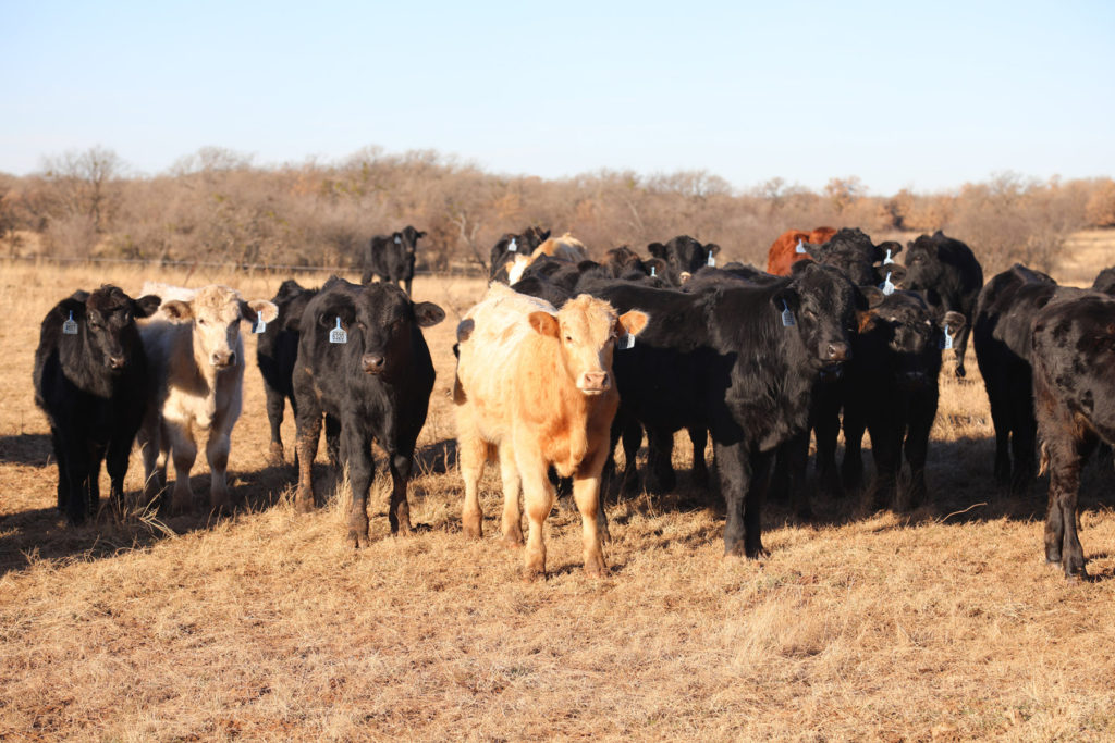 Calves in Pasture