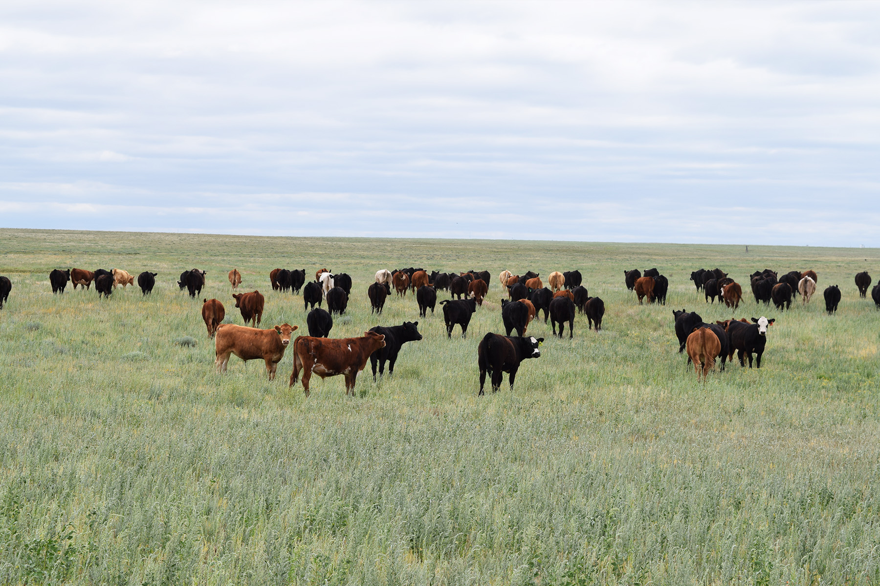 evaluating-stocker-cattle-cost-of-production-and-profitability-king-ranch-institute-for-ranch