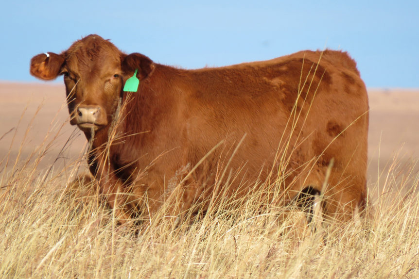 Red Stocker Calf in Tall Grass