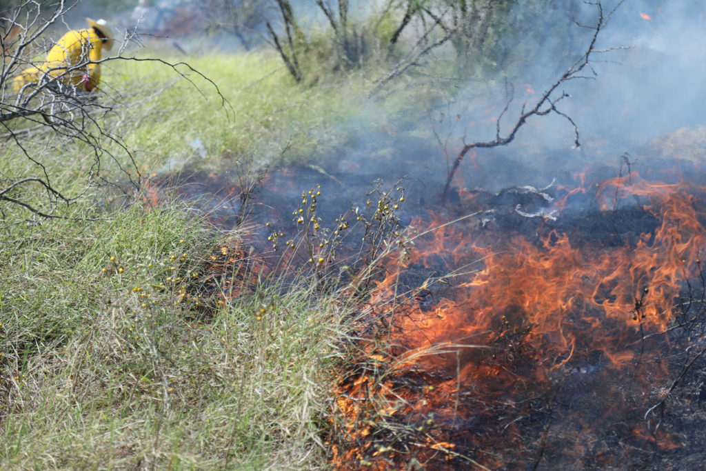 Flames burning grass with burn manager in background