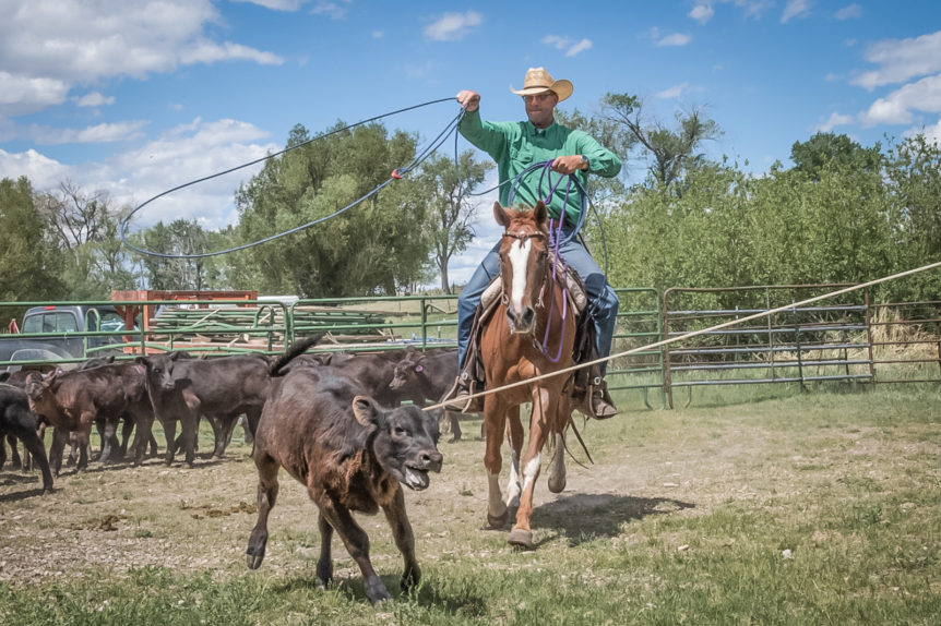 Ellison Ranching Company: A Century of Heritage, Vision, and Family ...