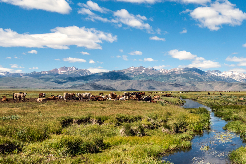 Cattle herd by river and mountains