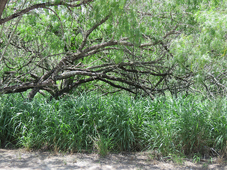 Guinea grass under a mesquite tree.